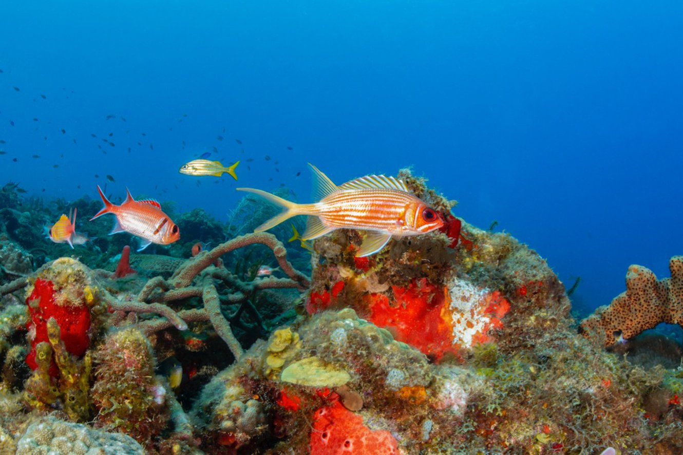 Diving and Snorkeling 